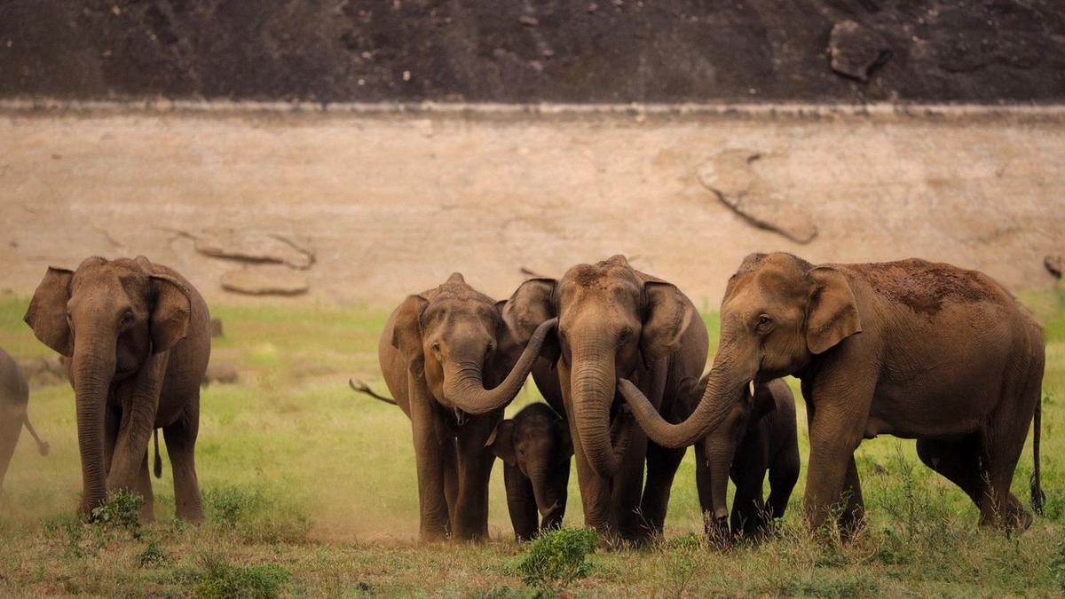 tamil-nadu-information-3,170-elephants-in-newest-synchronised-survey