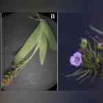 dharwad-botanists-uncover-4-new-species-of-vegetation-in-western-ghats