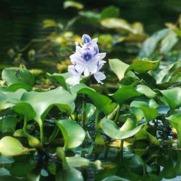 indias-invasive-aliens-drawback-complicates-wait-to-grasp-scope