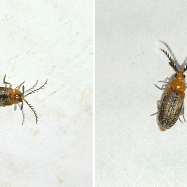 two-new-non-luminous-species-of-fireflies-described-from-the-nilgiris