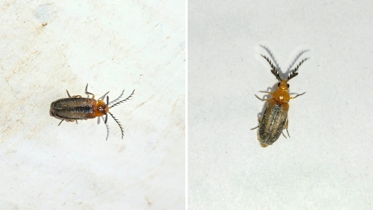 two-new-non-luminous-species-of-fireflies-described-from-the-nilgiris