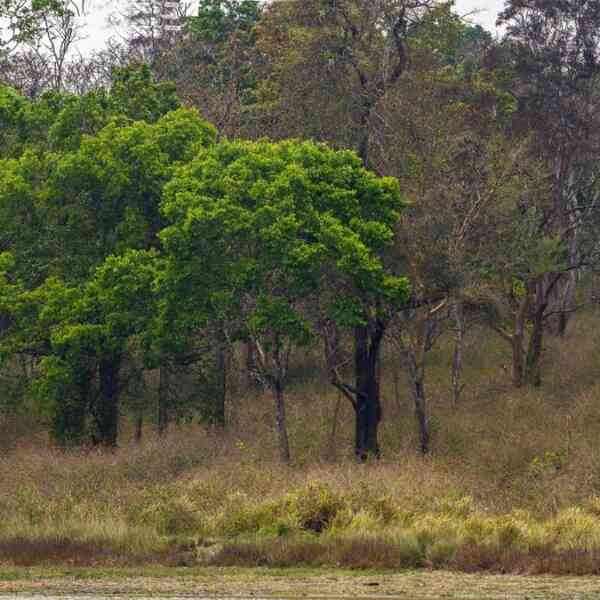crack-down-on-unlawful-resorts-in-sathyamangalam-tiger-reserve,-madras-high-court-tells-tn-govt.-officers