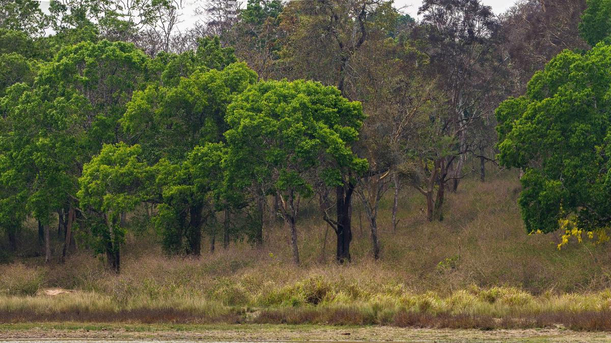 crack-down-on-unlawful-resorts-in-sathyamangalam-tiger-reserve,-madras-high-court-tells-tn-govt.-officers