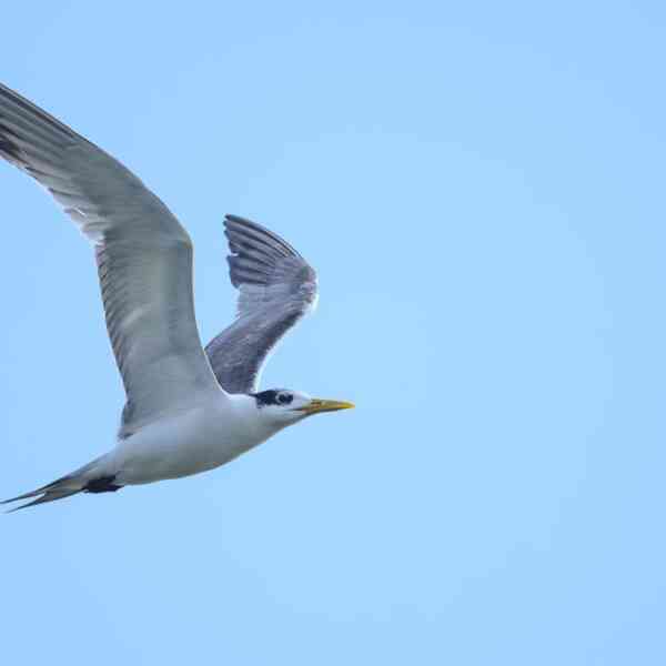 coastal-hen-great-crested-tern-finds-a-visit-coimbatores-singanallur-tank