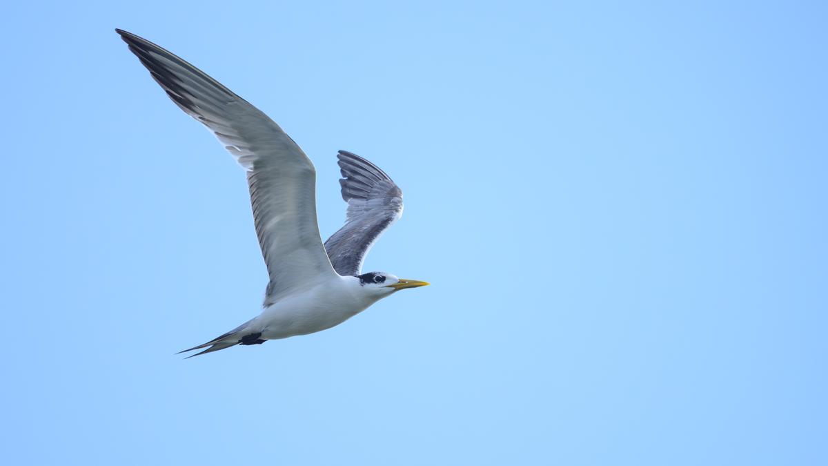 coastal-hen-great-crested-tern-finds-a-visit-coimbatores-singanallur-tank