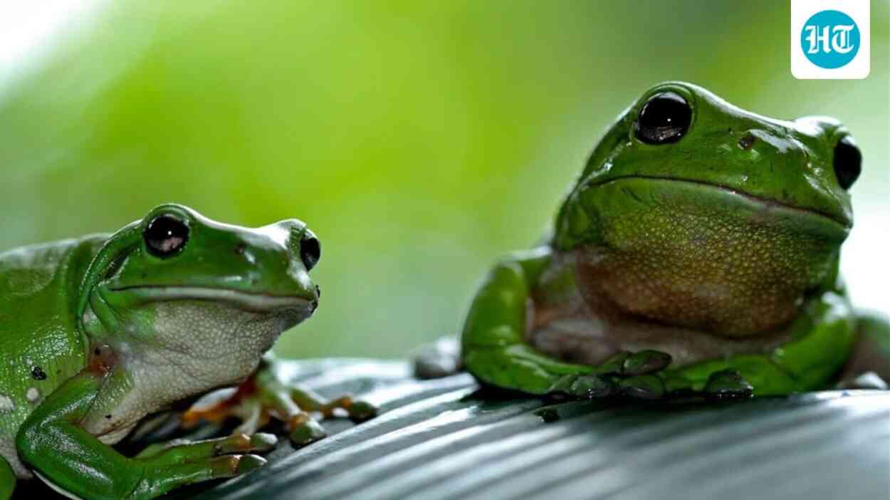 chinese-lady-hospitalised-after-swallowing-8-dwell-frogs-to-deal-with-decrease-again-ache