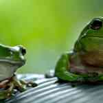 chinese-lady-hospitalised-after-swallowing-8-dwell-frogs-to-deal-with-decrease-again-ache