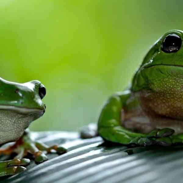 chinese-lady-hospitalised-after-swallowing-8-dwell-frogs-to-deal-with-decrease-again-ache