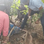 12-ft-lengthy-crocodile-strays-into-hayatnagar-residential-space,-rescued