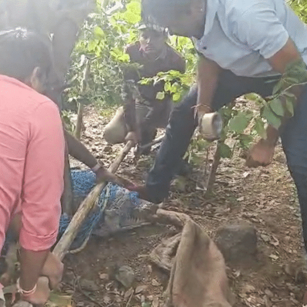 12-ft-lengthy-crocodile-strays-into-hayatnagar-residential-space,-rescued