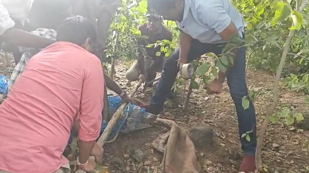 12-ft-lengthy-crocodile-strays-into-hayatnagar-residential-space,-rescued