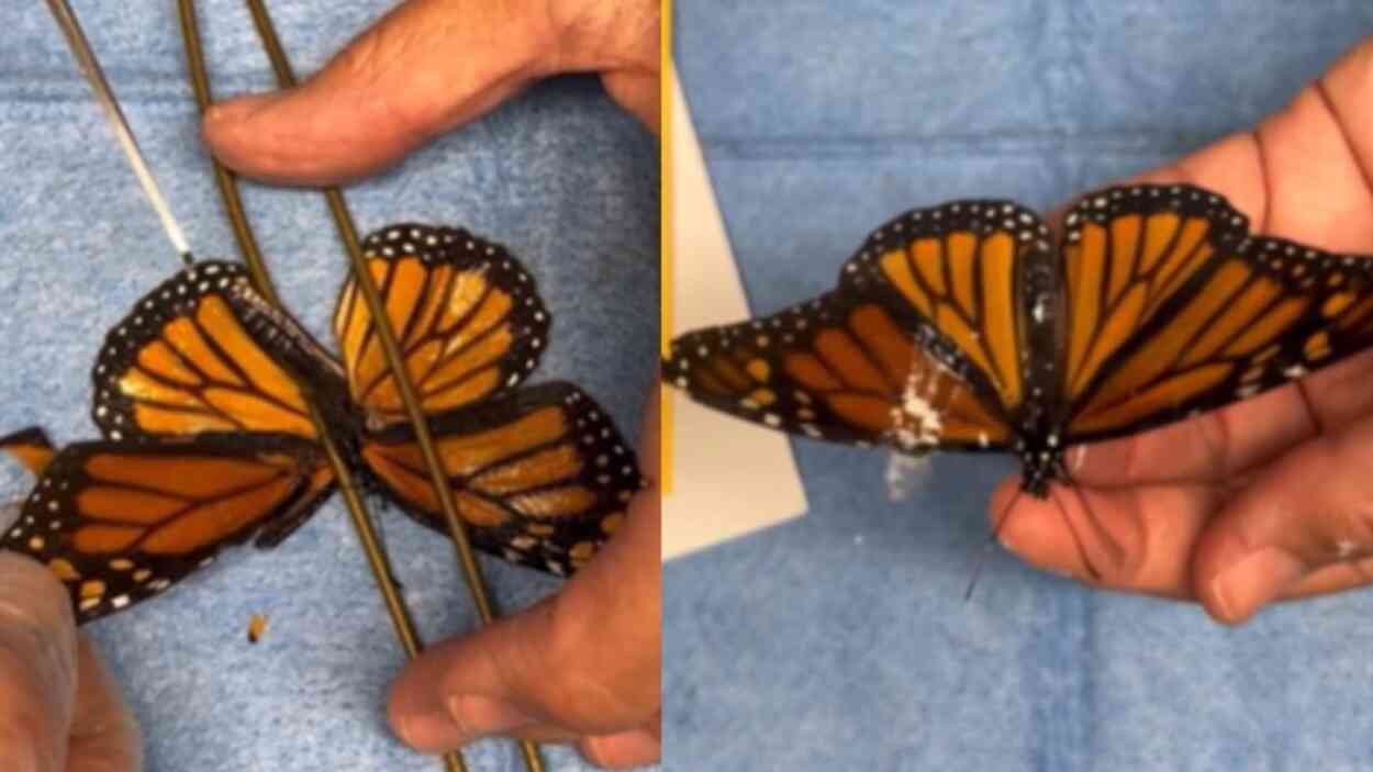 monarch-butterfly-survives-after-vets-carry-out-delicate-wing-transplant.-video