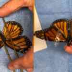 monarch-butterfly-survives-after-vets-carry-out-delicate-wing-transplant.-video