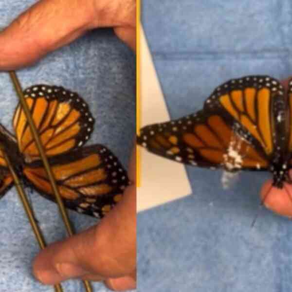 monarch-butterfly-survives-after-vets-carry-out-delicate-wing-transplant.-video