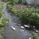 residents-urge-coimbatore-corporation-to-clear-drains-and-canals-forward-of-northeast-monsoon