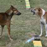 gaps-in-anti-rabies-remedy-persist-in-citys-well-being-centres
