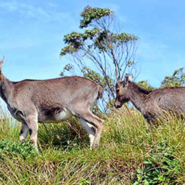 radio-collared-nilgiri-tahr-killed-by-tiger-in-mukuruthi-national-park