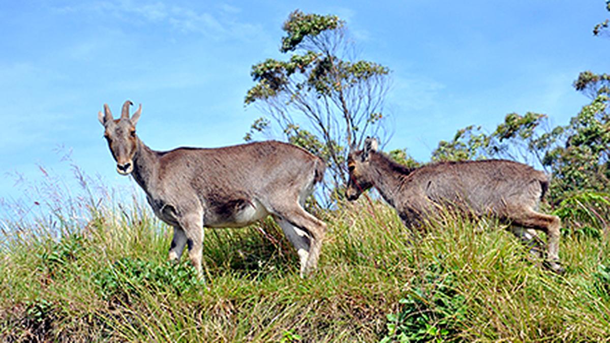 radio-collared-nilgiri-tahr-killed-by-tiger-in-mukuruthi-national-park