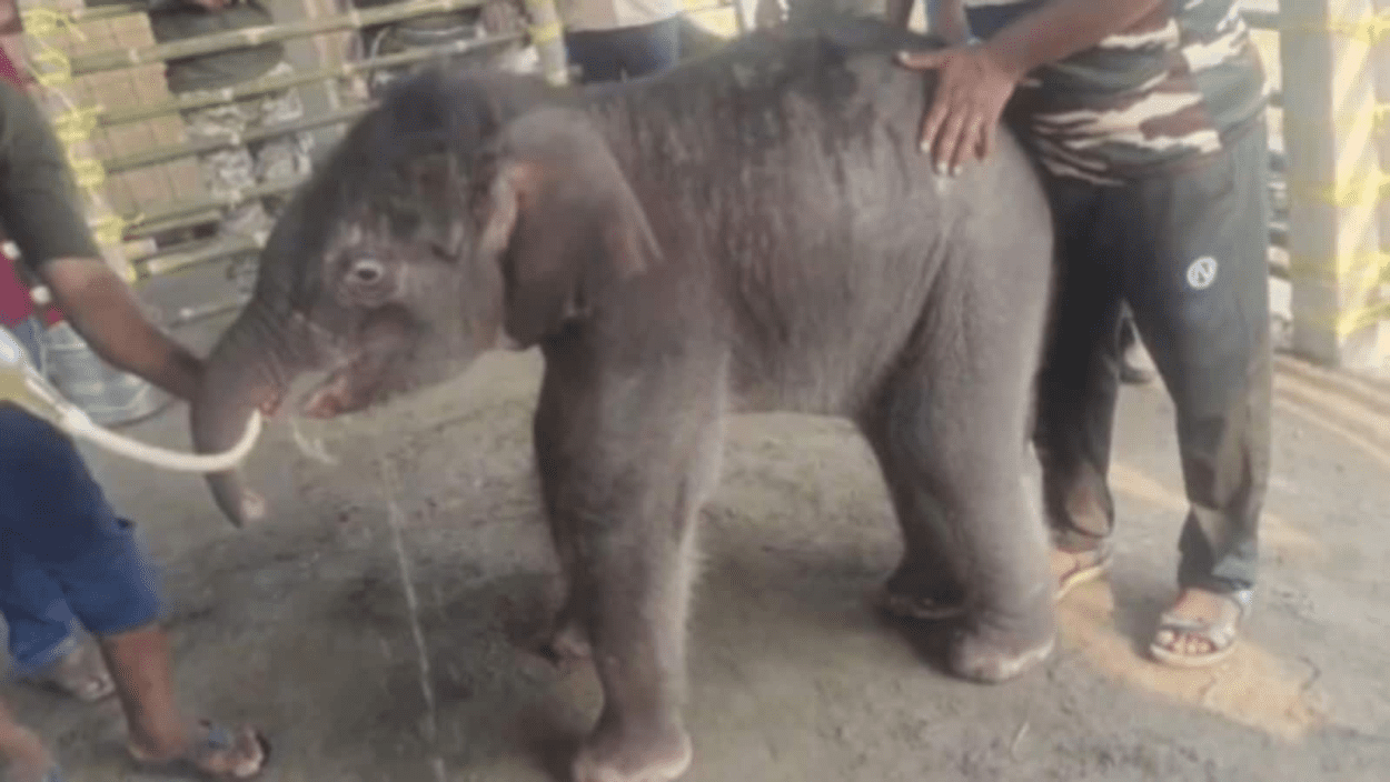 15-day-old-elephant-rescued-after-moms-rejection,-ifs-officers-touching-video-melts-hearts