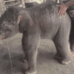 15-day-old-elephant-rescued-after-moms-rejection,-ifs-officers-touching-video-melts-hearts