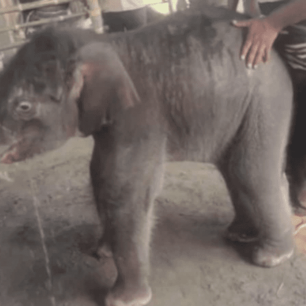 15-day-old-elephant-rescued-after-moms-rejection,-ifs-officers-touching-video-melts-hearts