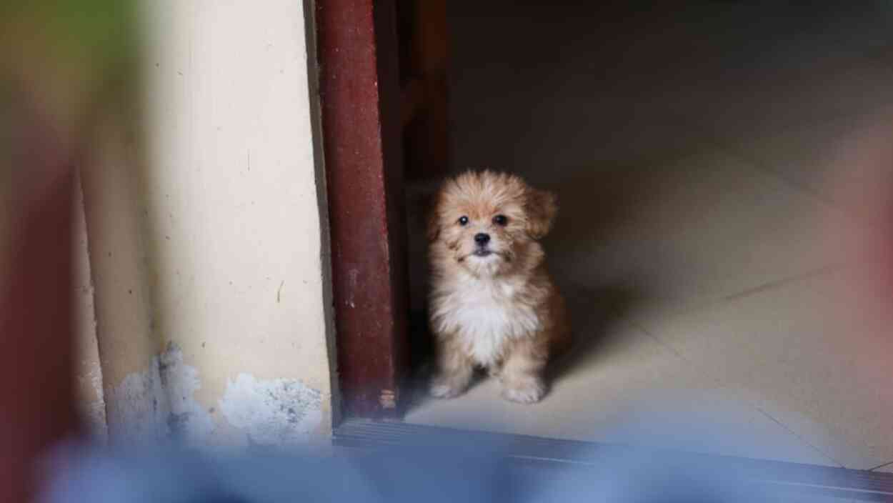 optical-phantasm:-only-these-with-eagle-eyes-can-spot-the-canine-hiding-in-plain-sight