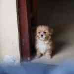 optical-phantasm:-only-these-with-eagle-eyes-can-spot-the-canine-hiding-in-plain-sight