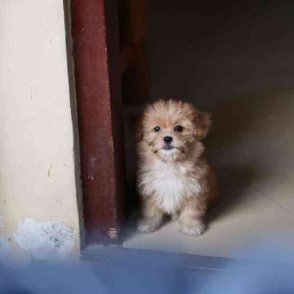 optical-phantasm:-only-these-with-eagle-eyes-can-spot-the-canine-hiding-in-plain-sight