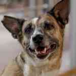 bhubaneswar-has-stray-canine-considerably-larger-than-nationwide-common