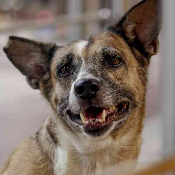 bhubaneswar-has-stray-canine-considerably-larger-than-nationwide-common