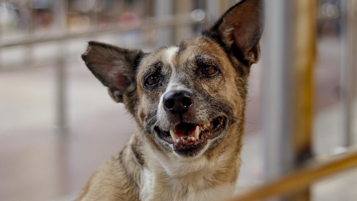 bhubaneswar-has-stray-canine-considerably-larger-than-nationwide-common