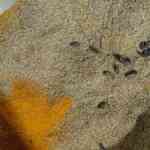 hygiene-violations-flagged-at-two-spice-manufacturing-items