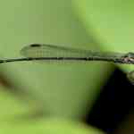 six-odonate-species-found-in-silent-valley