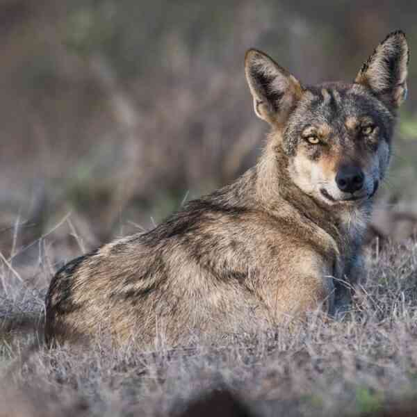 the-most-historic-indian-wolf-is-about-to-be-a-brand-new-species