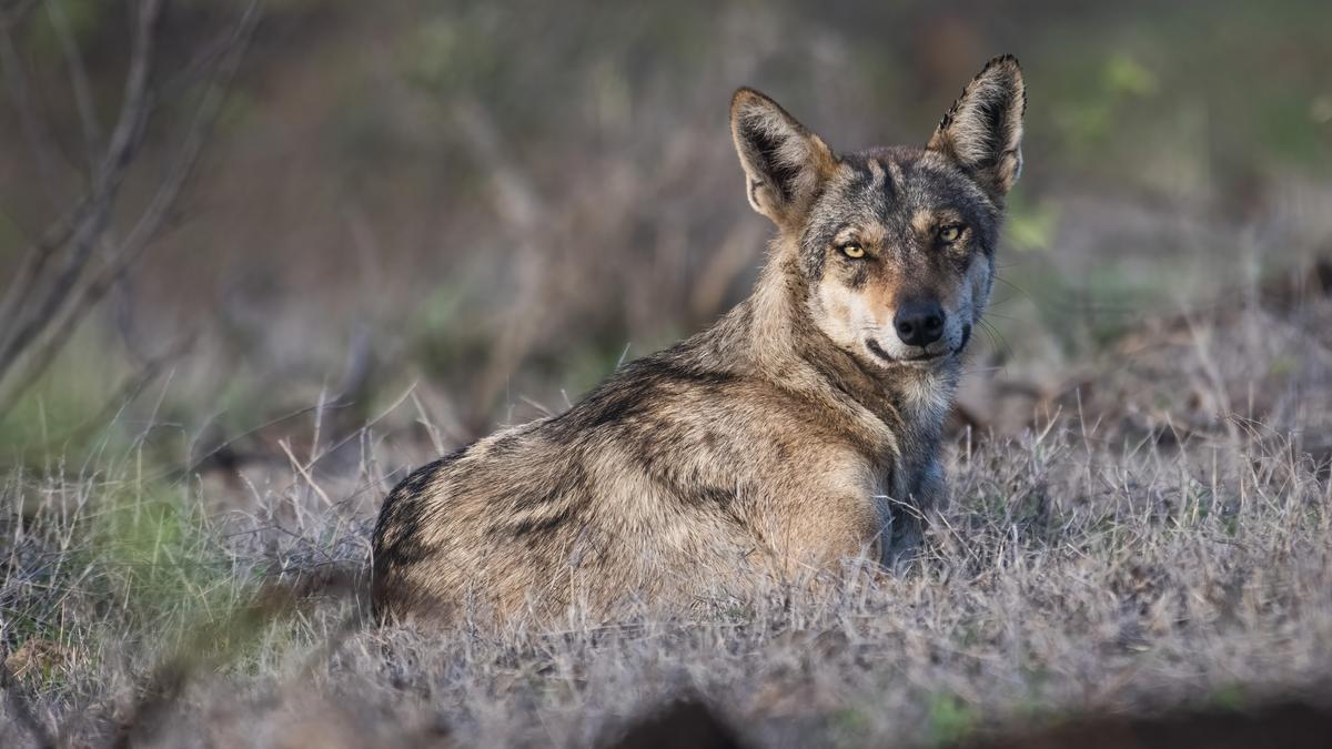 the-most-historic-indian-wolf-is-about-to-be-a-brand-new-species