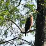 146-species-recorded-in-kaziranga-chicken-survey