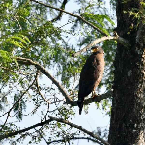 146-species-recorded-in-kaziranga-chicken-survey