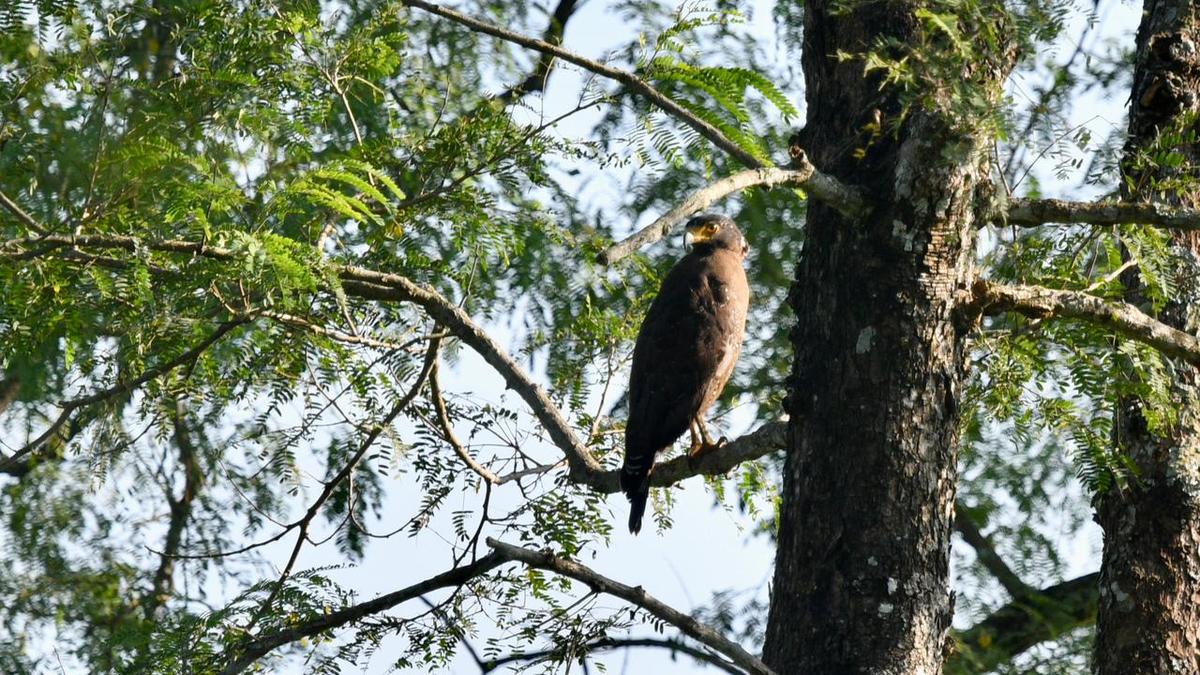 146-species-recorded-in-kaziranga-chicken-survey