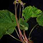 botanists-from-davangere-uncover-three-new-plant-species;-one-other-reported-for-the-primary-time-in-karnataka