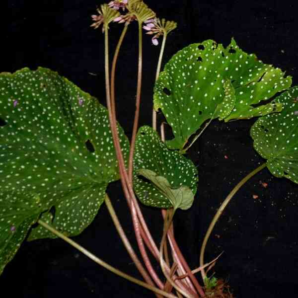 botanists-from-davangere-uncover-three-new-plant-species;-one-other-reported-for-the-primary-time-in-karnataka