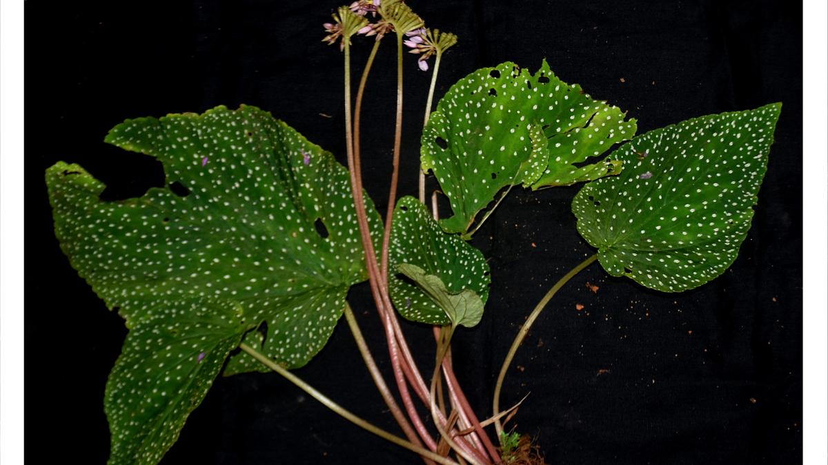 botanists-from-davangere-uncover-three-new-plant-species;-one-other-reported-for-the-primary-time-in-karnataka