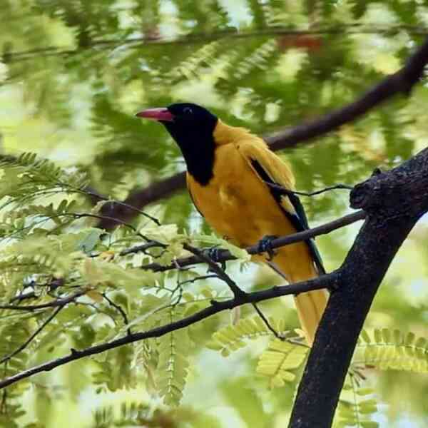 tamarind-tree-planted-by-lady-revolutionary-finds-place-at-kolkata-movie-pageant