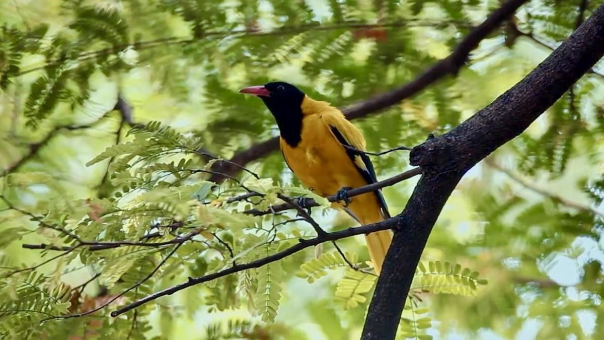 tamarind-tree-planted-by-lady-revolutionary-finds-place-at-kolkata-movie-pageant