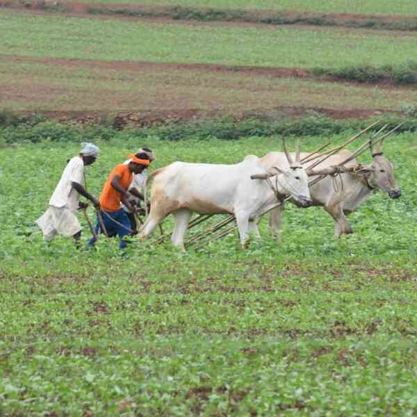 Maharashtra, Karnataka report most number of farmer suicides - The ...