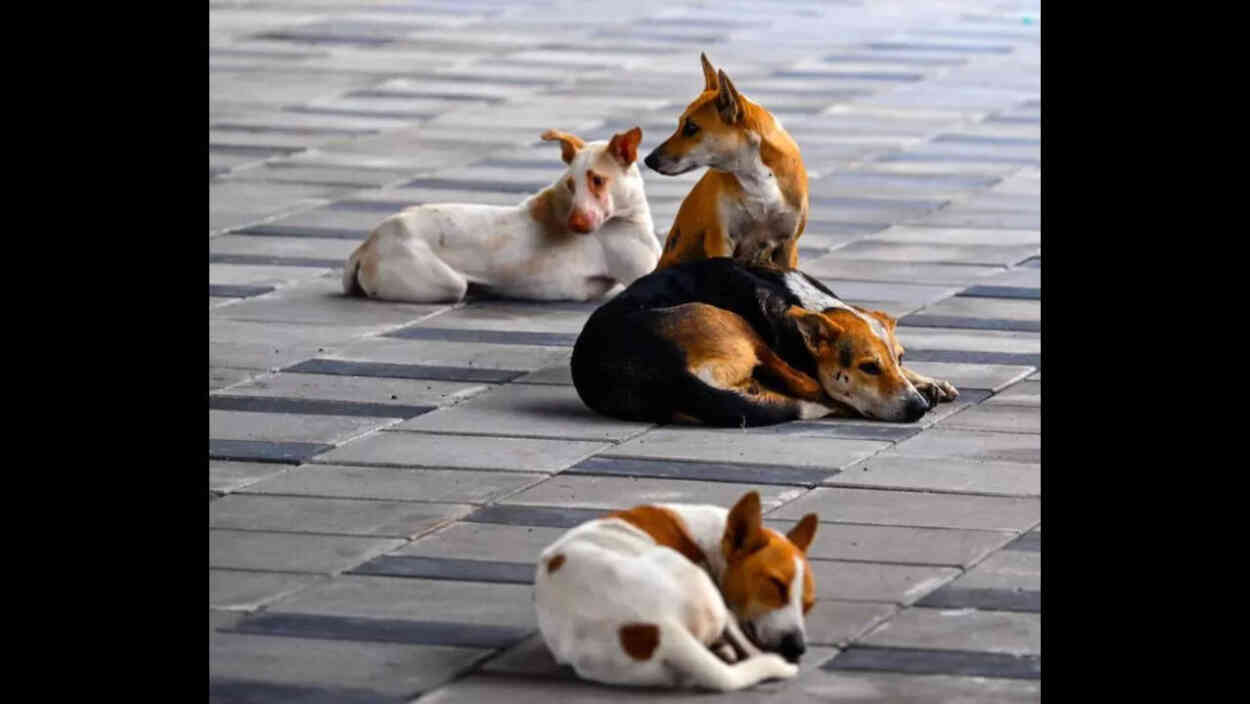 MCD directs zones to submit action taken reports on feeding points ...