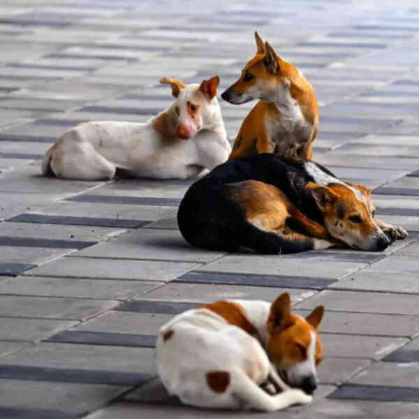 MCD directs zones to submit action taken reports on feeding points ...