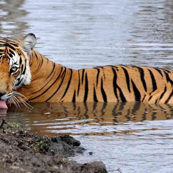 Partial remains of tiger found in MM Hills forest in Karnataka ...