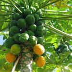 Fruits of labour - The Tribune
