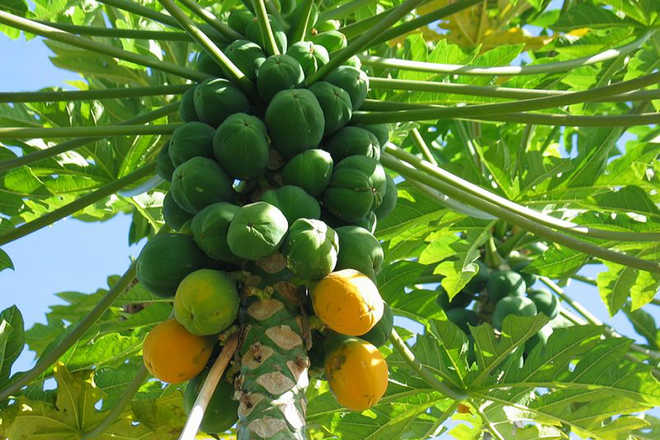 Fruits of labour - The Tribune