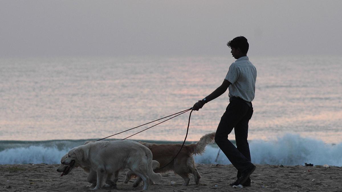 residents-in-metropolis-complain-about-glitches-in-on-line-pet-licensing-system